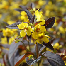 Lysimachia firecracker plant. for sale  LLANDYSUL