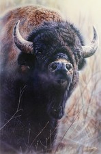 Vivi crandall bull for sale  Milwaukee