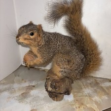 Vintage taxidermy red for sale  Covington