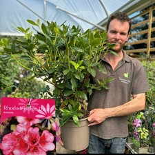 Rhododendron dwarf winsome for sale Rhododendron dwarf winsome for sale  HARLOW