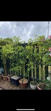 Leafy hardy mulberry for sale  LONDON
