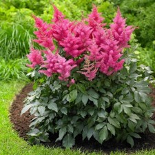 Astilbe japonica bonn gebraucht kaufen  Heinsberg