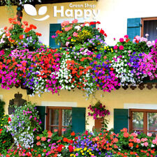 Balcony flower mix for sale  DONCASTER
