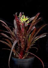Bromeliad billbergia halleluja for sale  PENZANCE
