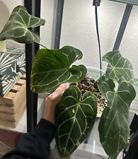 Large anthurium crystallinum for sale  El Paso