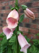 Digitalis purpurea suttons for sale  SPALDING