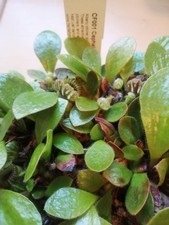 pitcher plant for sale pitcher plant for sale HINCKLEY