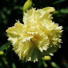 Carnation chabaut marine for sale  NOTTINGHAM
