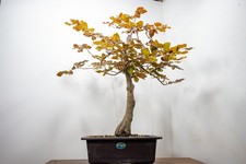 Bonsai collected european for sale  DERBY