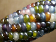 Glass gem corn for sale  Lindon