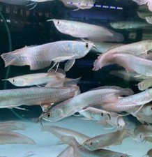 Obter Fengshui Fish prata 12-15 CM Monster preços de atacado disponíveis comprar usado  Enviando para Brazil