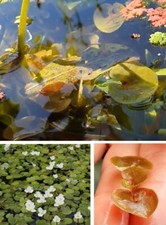 Winterharter froschbiss pflanz gebraucht kaufen  Kaiserslautern