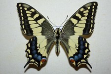 Papilio machaon sphyrus usato  Catania