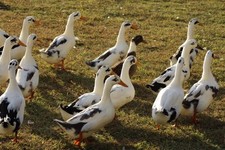 farm eggs fresh duck for sale farm eggs fresh duck for sale Horse Cave