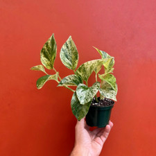 Marble queen pothos for sale  Homestead