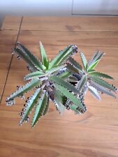 Mexican hat plant for sale  POOLE