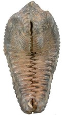 Kreide rastellum carinatum gebraucht kaufen  Erlangen