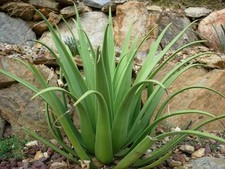 Agave bracteosa candelabrum for sale  Miami