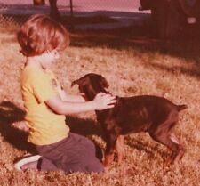 Boy doberman puppy d'occasion  Expédié en Belgium