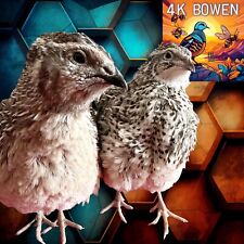 Coturnix quail fertile for sale  Mayo