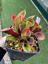 Pilosa heliamphora minor usato  Cernobbio