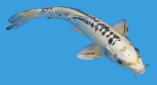 koi carp for sale  Lewisville