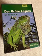 Grüne leguan terrarium gebraucht kaufen  Darmstadt