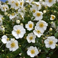 Anemone honorine jobert for sale  GLASGOW