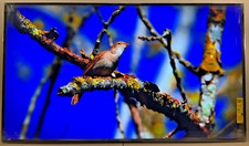 Sony bravia hdr for sale  Kansas City