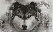 Wandbild wolf leinwand gebraucht kaufen  Breitnau