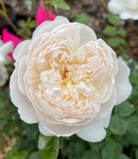 Auslevel white rose for sale  Temple City