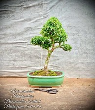 Acer palmatum shishigashira gebraucht kaufen  Lübben (Spreewald)