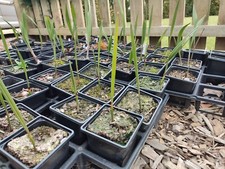 Jubaea chilensis pot for sale  HOLT