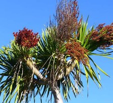 Dracaena cochinensis seeds usato  Napoli