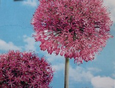 Zwiebeln zierlauch allium gebraucht kaufen  Werl