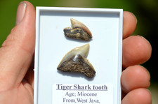 tiger teeth for sale  UK