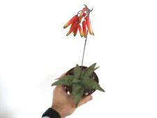 Aloe italian marianna usato  Napoli