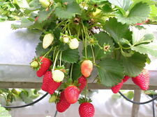 Graines fraisier ostara d'occasion  Gouzeaucourt