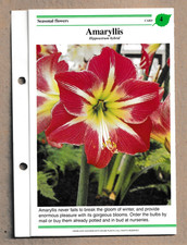 Amaryllis 1985 success for sale  Stephenson
