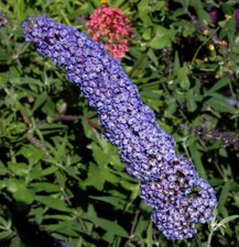 Sommerflieder blue chip gebraucht kaufen  Bad Zwischenahn
