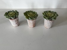 Set faux succulents for sale  Elkhorn