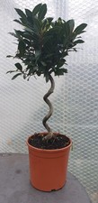 Bay tree plant for sale  STOKE-ON-TRENT