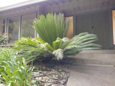 Sago palm garden for sale  Fair Oaks