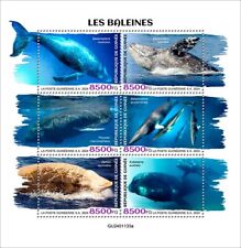 2025 guinea whales d'occasion  Brunoy