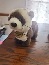 Aurora miyoni ferret for sale  Philipsburg