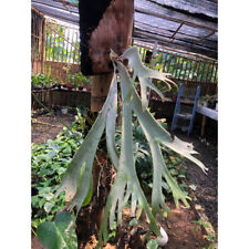 Platycerium Willinckii | Planta única | Certificado fitosanitario gratuito segunda mano  Embacar hacia Argentina