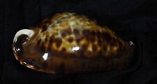 CYPRAEA FRIENDII FREINDII GIGANTE comprar usado  Enviando para Brazil