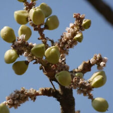 Indian frankincense weihrauch for sale  Shipping to Ireland