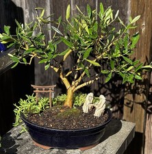 Year old olive for sale  Brentwood