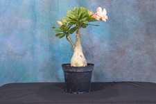 Desert rose pre for sale  North Fort Myers